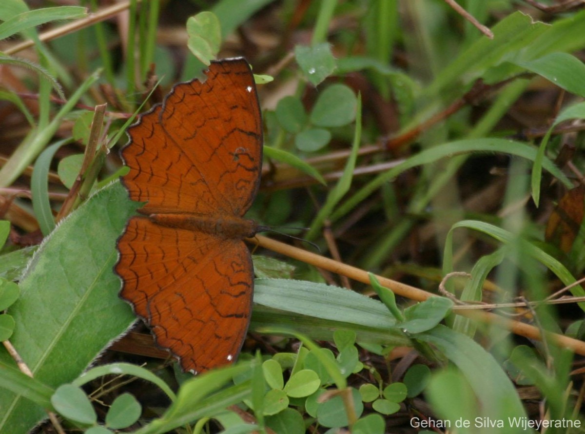 Ariadne ariadne Linnaeus, 1763